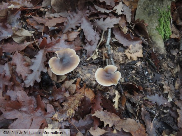 Rhodocollybia butyracea