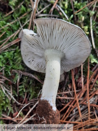 Tricholoma portentosum