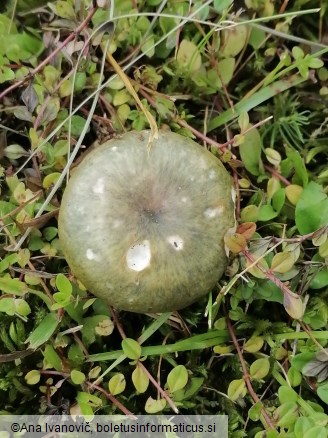 Russula aeruginea