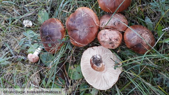 Tricholoma batschii