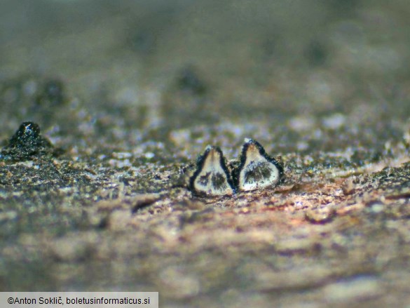 Lophiostoma quadrinucleatum