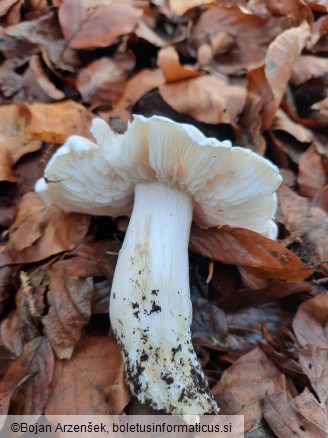 Tricholoma columbetta