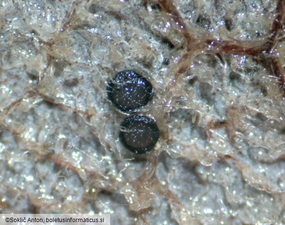 Drepanopeziza salicis