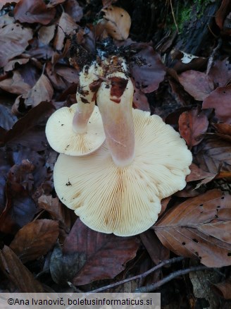 Tricholomopsis rutilans