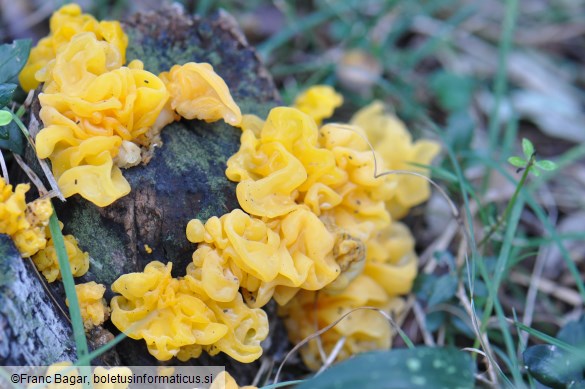 Tremella mesenterica