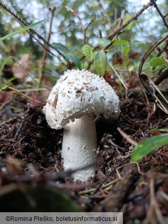 Amanita echinocephala