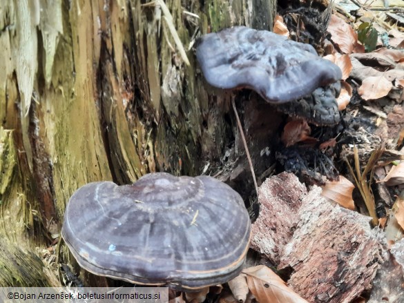 Ganoderma carnosum