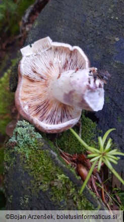 Lactarius uvidus