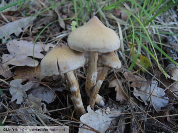 Cortinarius hinnuleus