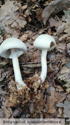 Cystoagaricus silvestris