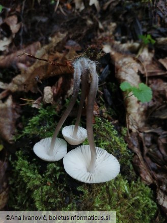 Mycena inclinata