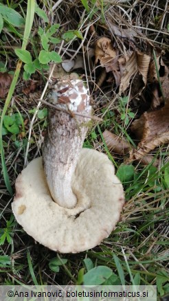 Leccinellum pseudoscabrum