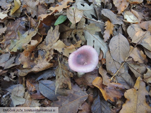 Russula poichilochroa