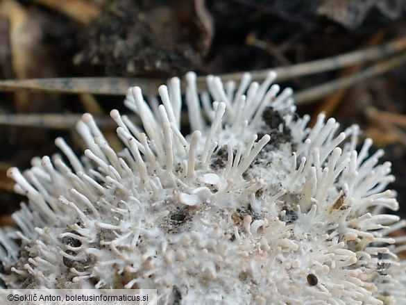 Berkelella stilbigera