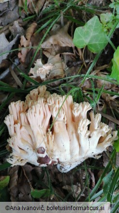 Ramaria formosa