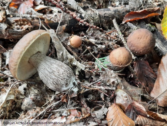 Leccinellum pseudoscabrum