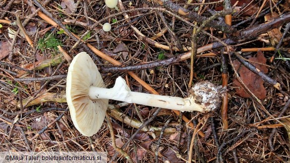 Amanita citrina