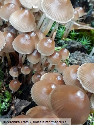 Mycena crocata