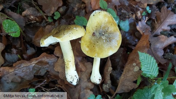 Tricholoma sejunctum