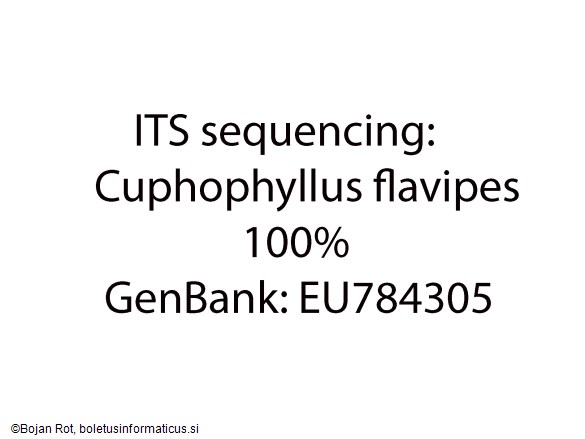 Cuphophyllus flavipes