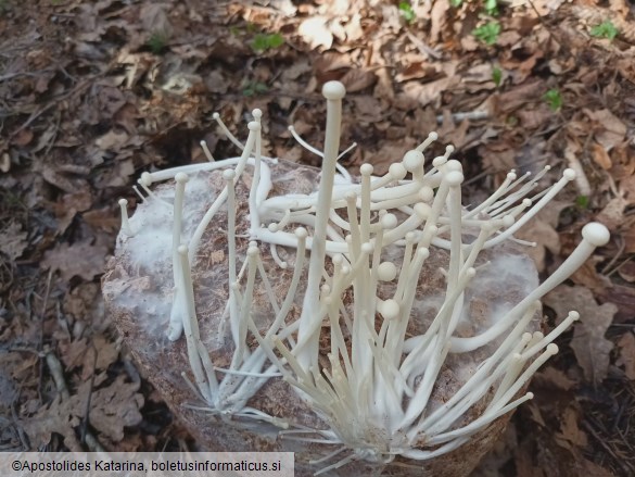 Flammulina filiformis