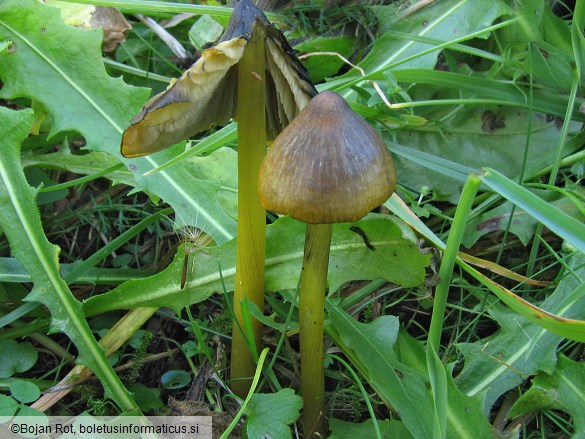 Hygrocybe olivaceonigra