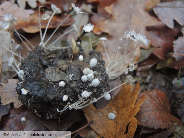 Coprinopsis stercorea