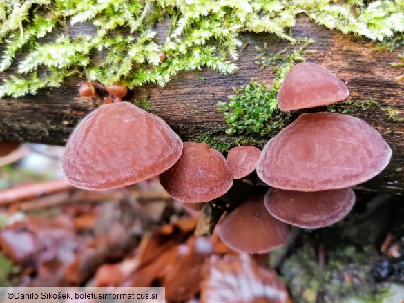 Auricularia auricula-judae