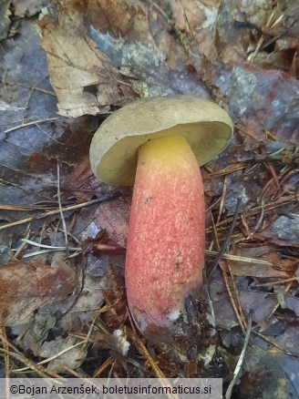 Caloboletus calopus