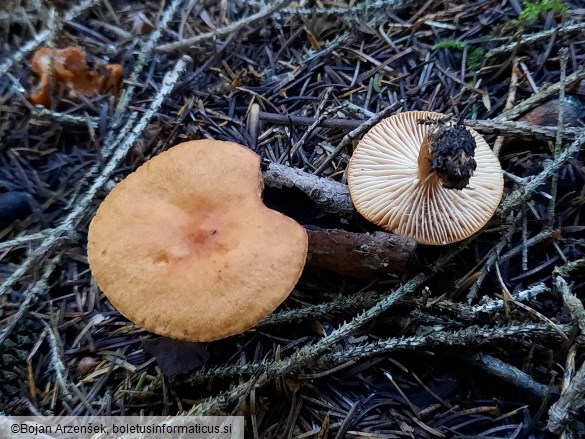 Lactarius aurantiacus