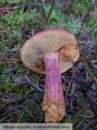 Xerocomus rubellus