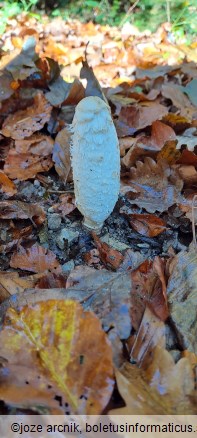 Coprinus comatus