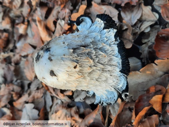 Coprinus comatus