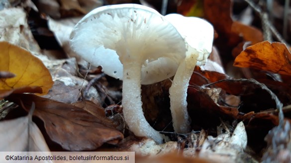 Hygrophorus cossus