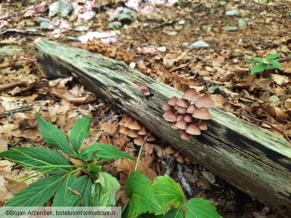 Mycena renati