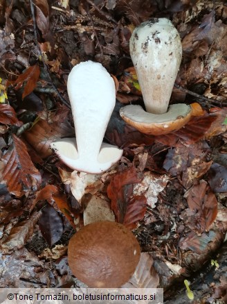 Boletus edulis