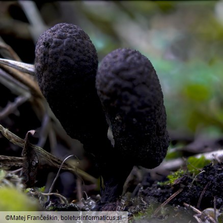 Xylaria polymorpha