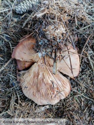 Paralepista flaccida