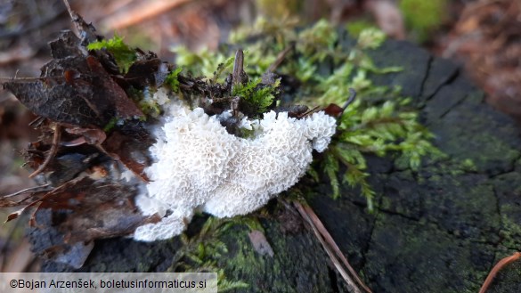 Oxyporus latemarginatus