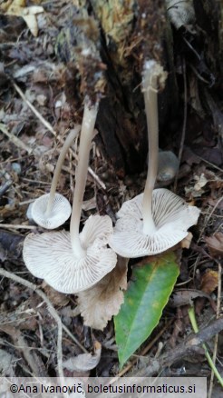 Mycena galericulata