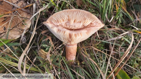 Lactarius torminosus