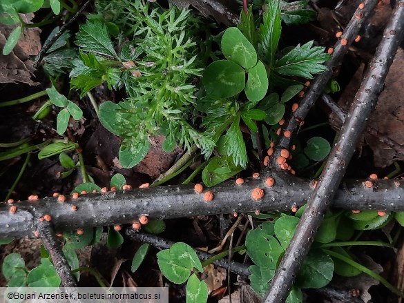 Nectria cinnabarina