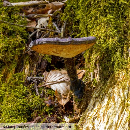 Ganoderma carnosum