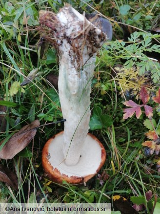 Leccinum aurantiacum