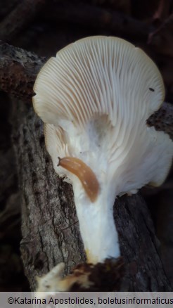 Pleurotus pulmonarius