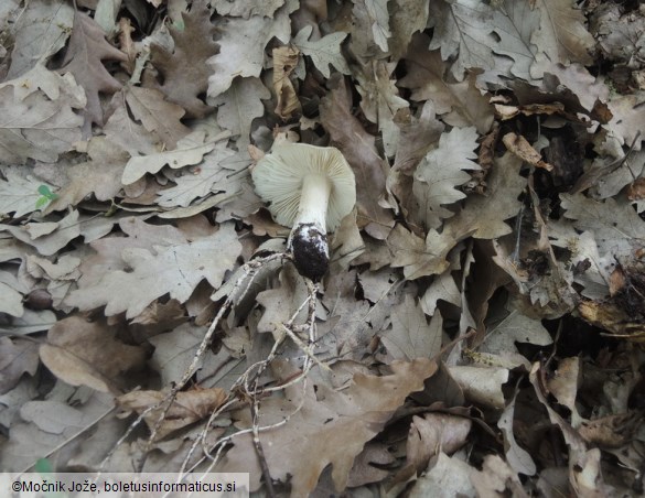 Megacollybia platyphylla