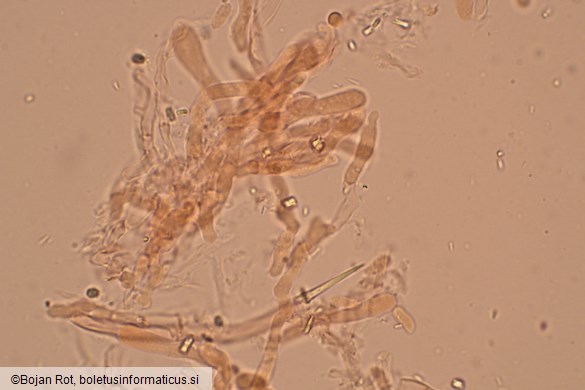 Byssomerulius corium