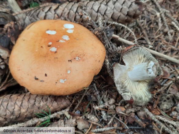 Russula decolorans