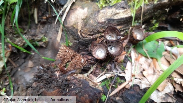 Cyathus striatus