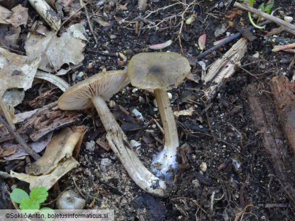 Entoloma plebejum